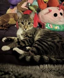 Lost Female Cat last seen Walden & Riverview, West Linn, OR 97068