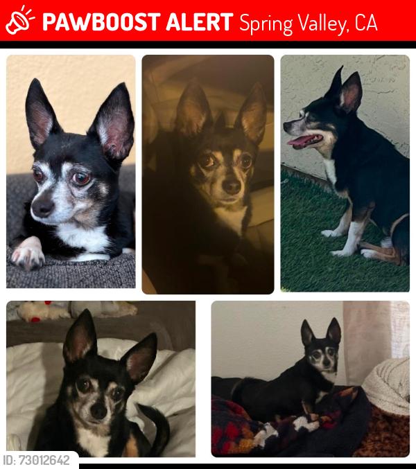 Lost Male Dog last seen Jamacha Blvd & Ramona Avenue, Spring Valley, CA 91977, Spring Valley, CA 91978