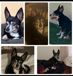 Lost Male Dog last seen Jamacha Blvd & Ramona Avenue, Spring Valley, CA 91977, Spring Valley, CA 91978