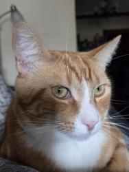 Lost Male Cat last seen Near Mills College, off Seminary , Oakland, CA 94605