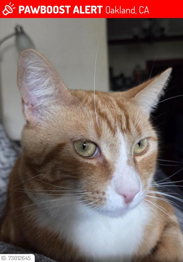 Lost Male Cat last seen Near Mills College, off Seminary , Oakland, CA 94605