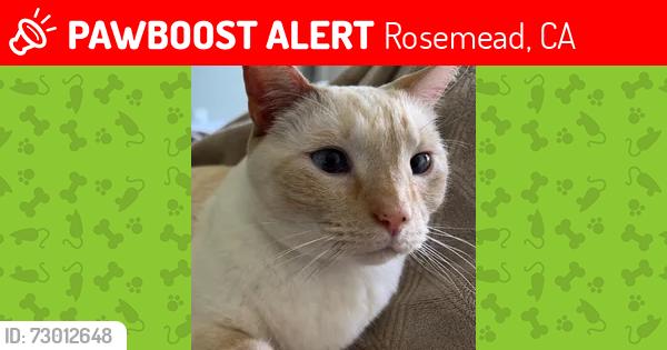 Lost Female Cat last seen Garvey Ave, Rosemead, CA 91770
