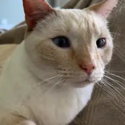 Lost Female Cat last seen Garvey Ave, Rosemead, CA 91770