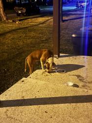 Found/Stray Unknown Dog last seen maywood, Greensboro, NC 27403