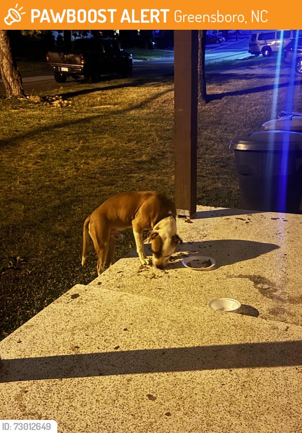 Found/Stray Unknown Dog last seen maywood, Greensboro, NC 27403