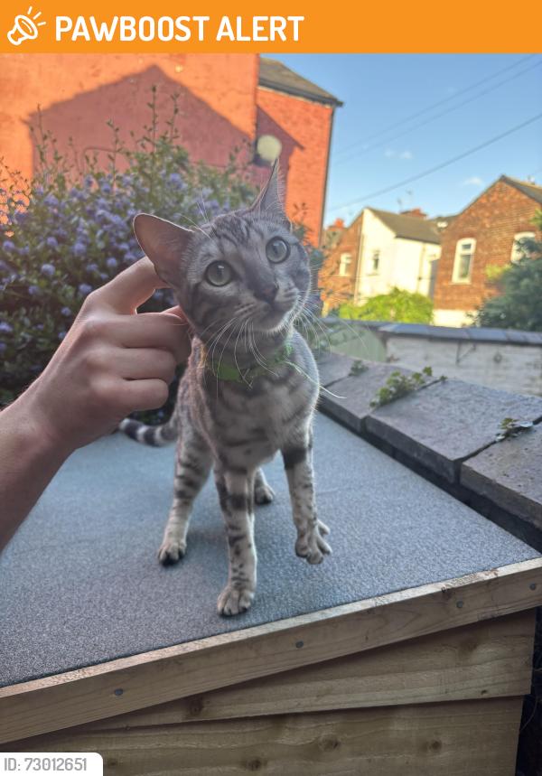 Found/Stray Female Cat last seen St Agnes Church on Gorton Road, Greater Manchester, England SK5 6QU