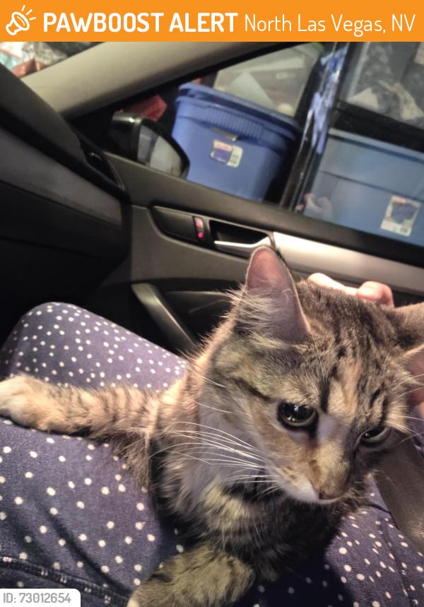 Found/Stray Unknown Cat last seen Losee and tropical, North Las Vegas, NV 89081