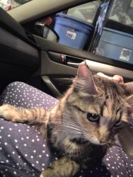 Found/Stray Unknown Cat last seen Losee and tropical, North Las Vegas, NV 89081