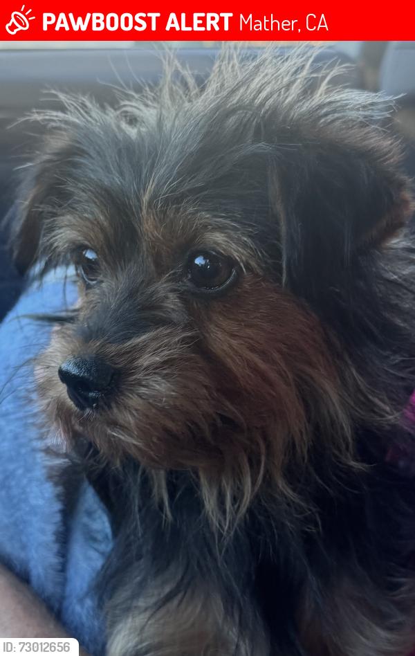 Lost Female Dog last seen Mather Neighborhood , Mather, CA 95655