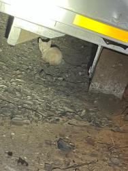 Found/Stray Unknown Cat last seen The salt mine , Lincoln, CA 95648