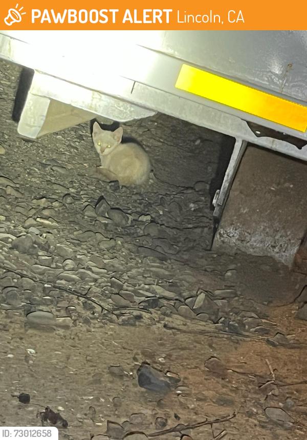 Found/Stray Unknown Cat last seen The salt mine , Lincoln, CA 95648