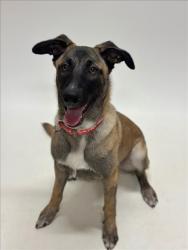 Shelter Stray Female Dog last seen TOWNSEND, 16 Barnes Ct, Hayward, CA 94544, USA