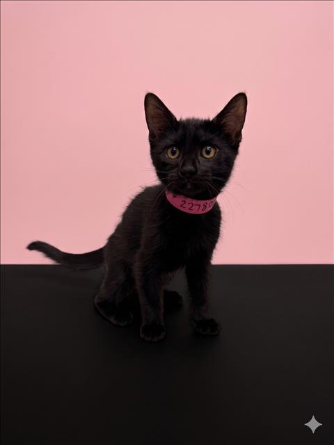 Shelter Stray Female Cat last seen , 1850 W 60th St, Los Angeles, CA 90047, USA
