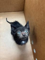 Shelter Stray Female Cat last seen RETURN, 2020 Forest St, Jacksonville, FL 32204, USA