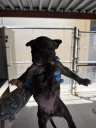 Shelter Stray Female Dog last seen Near BLK LINCOLN ST BAKERSFIELD,CA, 201 S Mt Vernon Ave, Bakersfield, CA 93307, USA