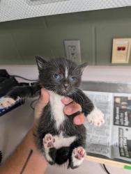 Shelter Stray Female Cat last seen Near BLOCK BEAVERBROOK PL, 2020 Forest St, Jacksonville, FL 32204, USA