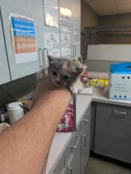 Shelter Stray Female Cat last seen Near BLOCK BEAVERBROOK PL, 2020 Forest St, Jacksonville, FL 32204, USA