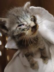 Shelter Stray Female Cat last seen Near BLOCK LAKE MIST DR JACKSONVILLE FL 32210, 2020 Forest St, Jacksonville, FL 32204, USA