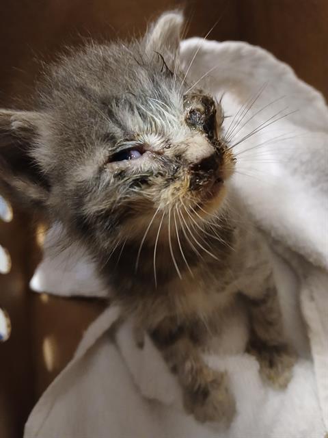 Shelter Stray Female Cat last seen Near BLOCK LAKE MIST DR JACKSONVILLE FL 32210, 2020 Forest St, Jacksonville, FL 32204, USA