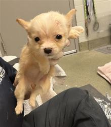 Shelter Stray Female Dog last seen Near BLOCK OGLESBY AVE, 2020 Forest St, Jacksonville, FL 32204, USA