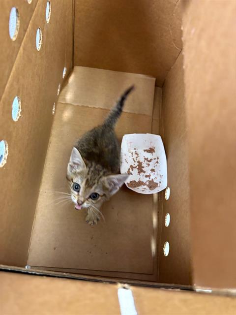 Shelter Stray Male Cat last seen ODIS ST, 2020 Forest St, Jacksonville, FL 32204, USA
