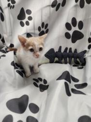 Shelter Stray Female Cat last seen , West Valley Animal Shelter, 20655 Plummer St, Chatsworth, CA 91311, USA