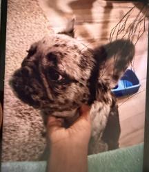Reunited Male Dog last seen By the chevron store, Heath, TX 75126