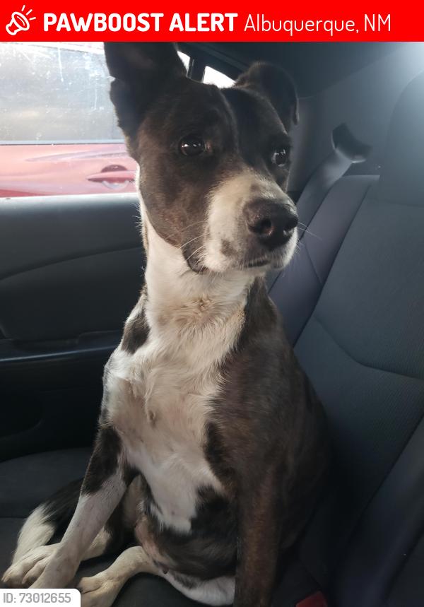 Lost Female Dog last seen 2nd street and Prosperity SE KINNEY BRICK AREA, Albuquerque, NM 87105