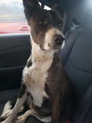 Lost Female Dog last seen 2nd street and Prosperity SE KINNEY BRICK AREA, Albuquerque, NM 87105