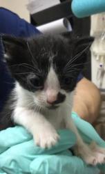 Shelter Stray Male Cat last seen Near BLOCK LIME ST, 6851 Van Buren Boulevard, Jurupa Valley, CA 92509, USA