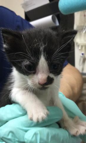 Shelter Stray Male Cat last seen Near BLOCK LIME ST, 6851 Van Buren Boulevard, Jurupa Valley, CA 92509, USA