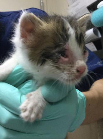 Shelter Stray Male Cat last seen Near BLOCK LIME ST, 6851 Van Buren Boulevard, Jurupa Valley, CA 92509, USA