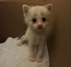 Shelter Stray Female Cat last seen Near BLOCK LIME ST, 6851 Van Buren Boulevard, Jurupa Valley, CA 92509, USA