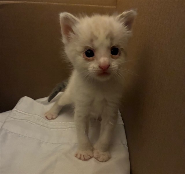 Shelter Stray Female Cat last seen Near BLOCK LIME ST, 6851 Van Buren Boulevard, Jurupa Valley, CA 92509, USA