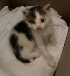 Shelter Stray Male Cat last seen Near BLOCK LIME ST, 6851 Van Buren Boulevard, Jurupa Valley, CA 92509, USA