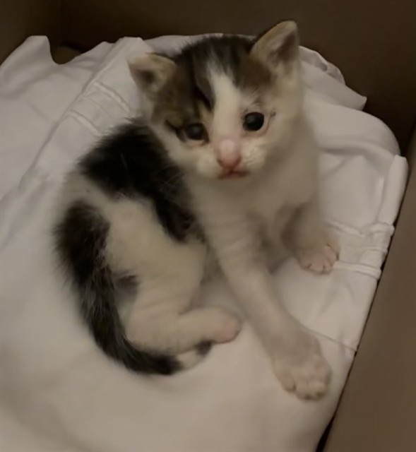Shelter Stray Male Cat last seen Near BLOCK LIME ST, 6851 Van Buren Boulevard, Jurupa Valley, CA 92509, USA