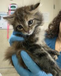 Shelter Stray Female Cat last seen Near BLOCK BUCHANAN ST, RIVERSIDE CA 92503, 6851 Van Buren Boulevard, Jurupa Valley, CA 92509, USA