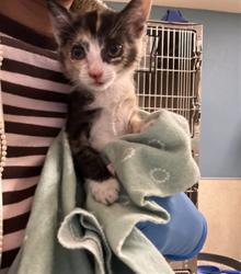 Shelter Stray Female Cat last seen GALENA AND RUTILE, JURUPA VALLEY, CA, 6851 Van Buren Boulevard, Jurupa Valley, CA 92509, USA