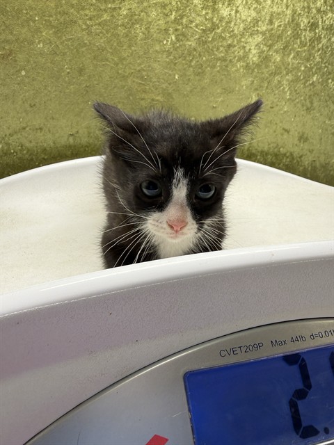 Shelter Stray Female Cat last seen Near BLOCK BOLD RULER LN, JURUPA VALLEY, CA, 6851 Van Buren Boulevard, Jurupa Valley, CA 92509, USA