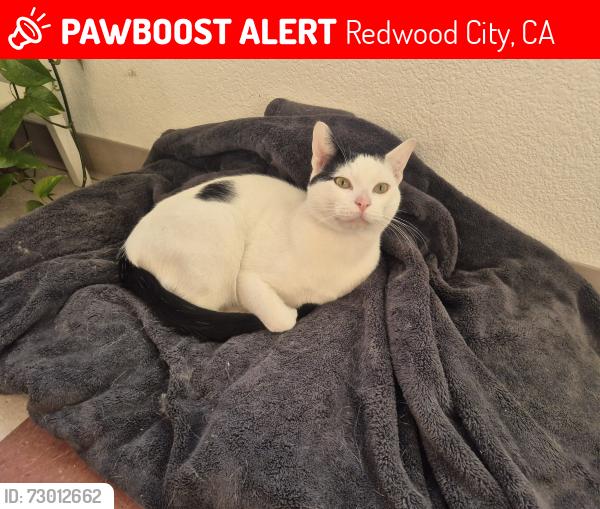 Lost Male Cat last seen Main Street, downtown , Redwood City, CA 94063