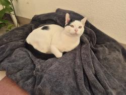 Lost Male Cat last seen Main Street, downtown , Redwood City, CA 94063
