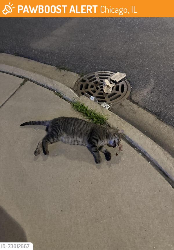 Found/Stray Unknown Cat last seen Near N Lincoln Ave, chicago, Chicago, IL 60659