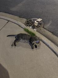 Found/Stray Unknown Cat last seen Near N Lincoln Ave, chicago, Chicago, IL 60659
