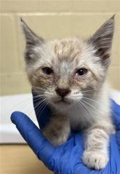 Shelter Stray Female Cat last seen 48TH AVE & 79TH ST, 2127 Front St, Sacramento, CA 95818, USA