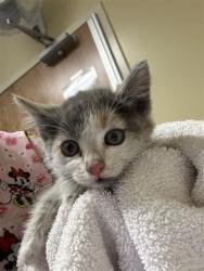 Shelter Stray Female Cat last seen MARYSVILLE BLVD & CLAIRE AVE, 2127 Front St, Sacramento, CA 95818, USA