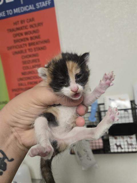 Shelter Stray Female Cat last seen Near BLOCK OREGON DR, BAKERSFIELD CA 93306, 3951 Fruitvale Ave, Bakersfield, CA 93308, USA