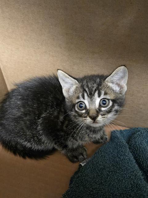 Shelter Stray Male Cat last seen Near BLOCK MEADOW RIDGE AVE, BAKERSFIELD CA 93308, 3951 Fruitvale Ave, Bakersfield, CA 93308, USA