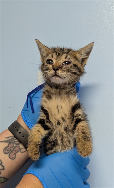 Shelter Stray Male Cat last seen , 3951 Fruitvale Ave, Bakersfield, CA 93308, USA