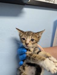 Shelter Stray Female Cat last seen , 3951 Fruitvale Ave, Bakersfield, CA 93308, USA