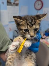 Shelter Stray Male Cat last seen , 3951 Fruitvale Ave, Bakersfield, CA 93308, USA